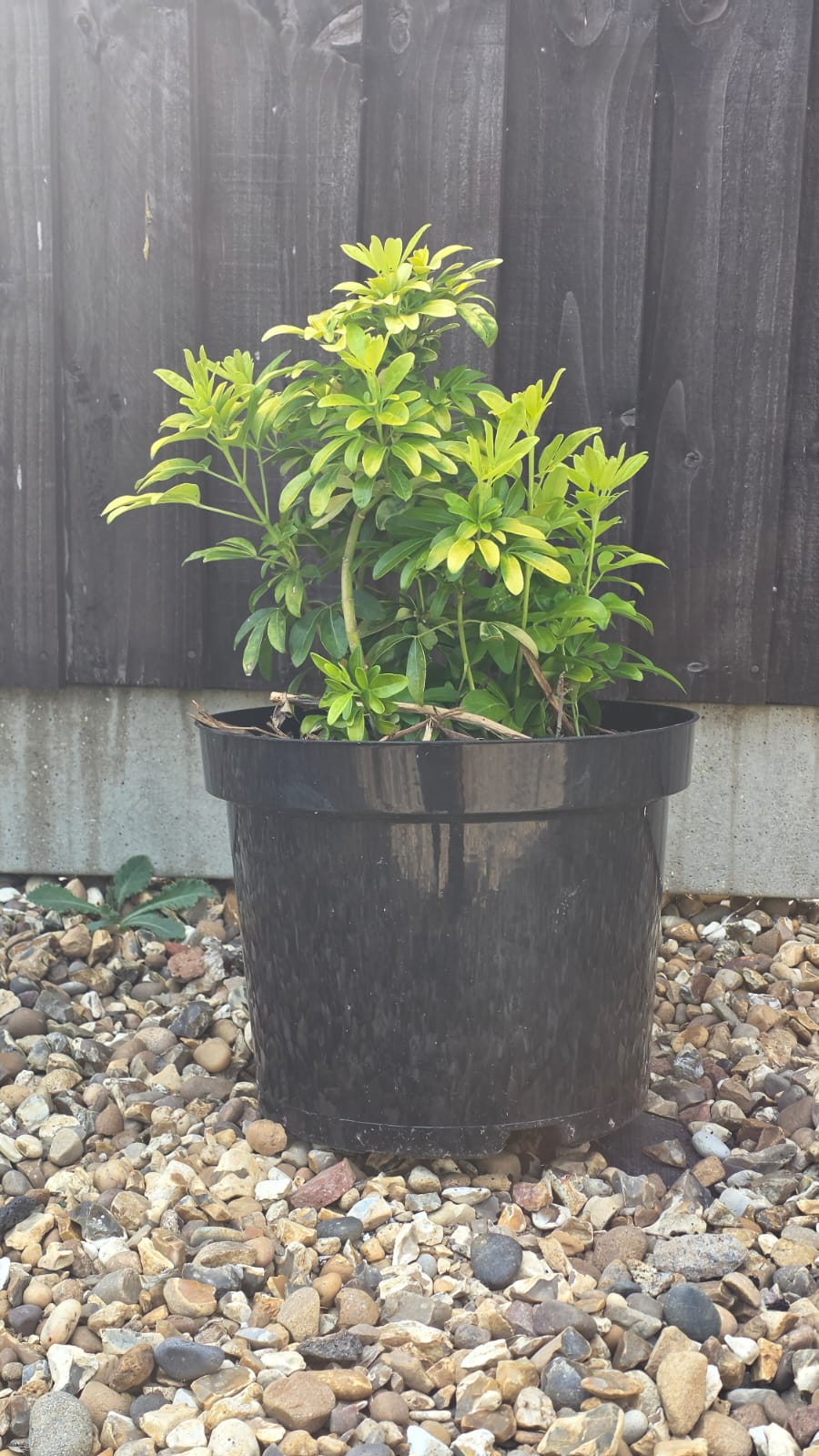 Choisya ternata 7.5L pot 30–40cm – The Garden You Like Choisya ternata 7.5L pot 30–40cm – The Garden You Like