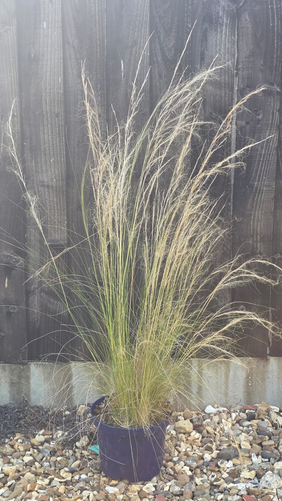 Stipa tenuissima ‘Ponytails’ 2L pot 40–60cm – The Garden You Like Stipa tenuissima ‘Ponytails’ 2L pot 40–60cm – The Garden You Like